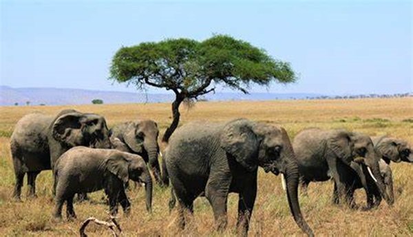 Serengeti National Park, Tanzania